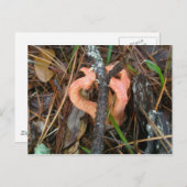 Briefkaart van de Stinkhorn-paddenstoel OBX (Voorkant / Achterkant)