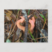 Briefkaart van de Stinkhorn-paddenstoel OBX (Voorkant)