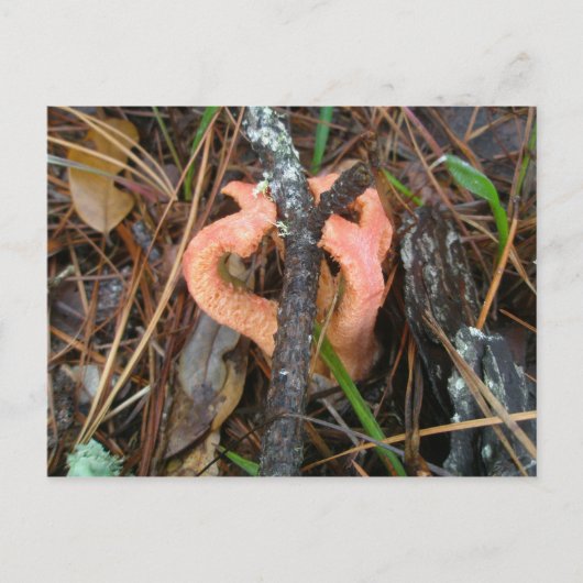 Briefkaart van de Stinkhorn-paddenstoel OBX (Voorkant)