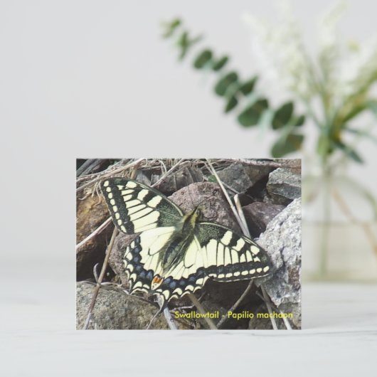 Briefkaart van de swallowtail Butterfly (Staand voorkant)