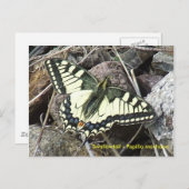 Briefkaart van de swallowtail Butterfly (Voorkant / Achterkant)