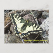 Briefkaart van de swallowtail Butterfly (Voorkant)