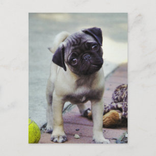 Briefkaart van de Sweet Pug Puppy "Puppy Love"