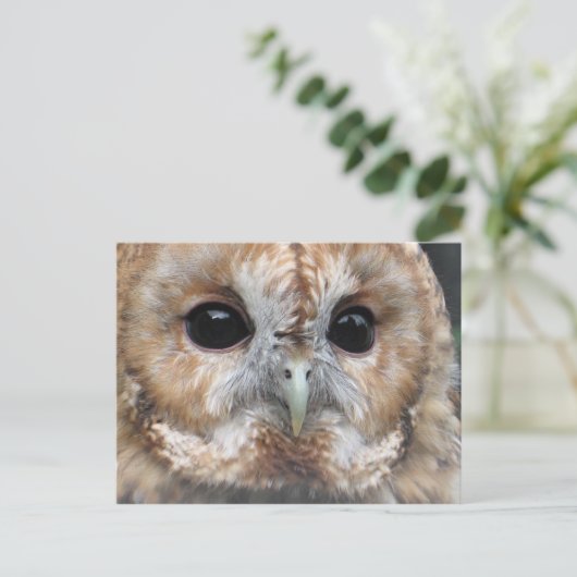 Briefkaart van de Tawny owl (Staand voorkant)