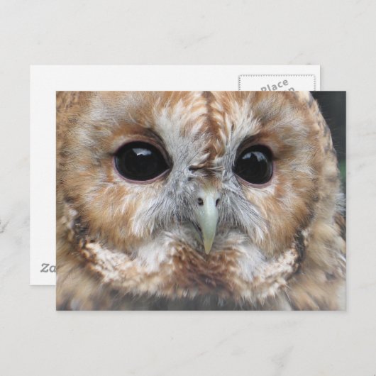 Briefkaart van de Tawny owl (Voorkant / Achterkant)