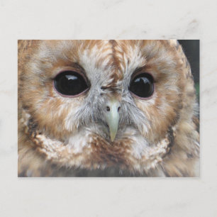 Briefkaart van de Tawny owl