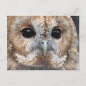 Briefkaart van de Tawny owl (Voorkant)