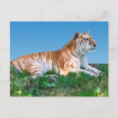 Briefkaart van de tijger (Voorkant)