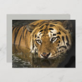 briefkaart van de tijger (Voorkant / Achterkant)