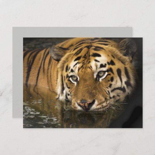 briefkaart van de tijger (Voorkant / Achterkant)