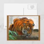 Briefkaart van de tijger (Voorkant / Achterkant)