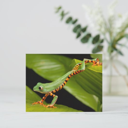 Briefkaart van de tijgerbeen-apen (Staand voorkant)