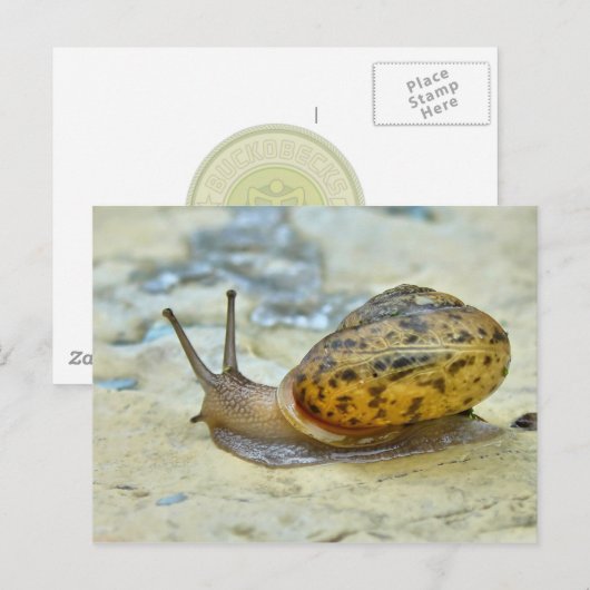 Briefkaart van de tuinslak. (Voorkant / Achterkant)
