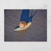 Briefkaart van de tuinslak (Voorkant)