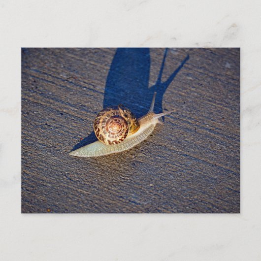 Briefkaart van de tuinslak (Voorkant)