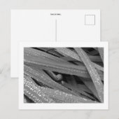 Briefkaart van de tuinslak (Voorkant / Achterkant)