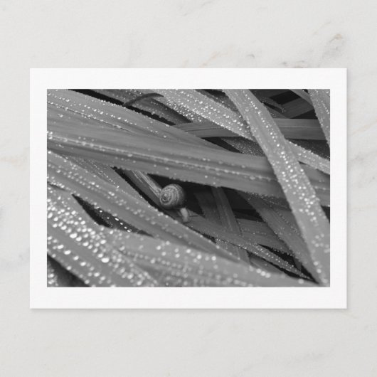 Briefkaart van de tuinslak (Voorkant)