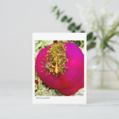 Briefkaart van de vissoort Skunk Anemone (Staand voorkant)