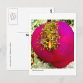 Briefkaart van de vissoort Skunk Anemone (Voorkant / Achterkant)