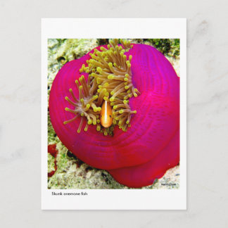 Briefkaart van de vissoort Skunk Anemone