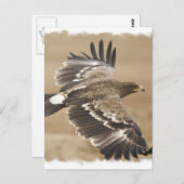 Briefkaart van de vliegende adelaar (Voorkant / Achterkant)