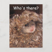 Briefkaart van de vliegende eekhoorn (Voorkant)