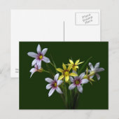 Briefkaart van de voorjaarsbloem met blauwe ogen (Voorkant / Achterkant)