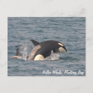 Briefkaart van de vulwalvis (Orca)