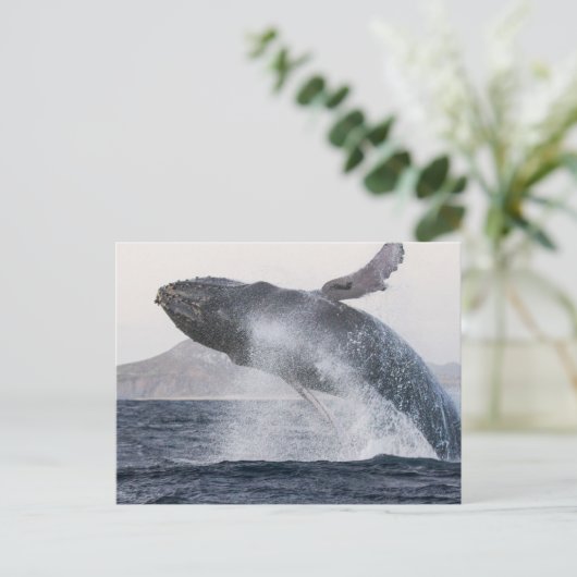 Briefkaart van de walvis (Staand voorkant)