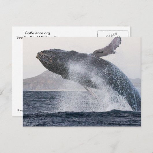 Briefkaart van de walvis (Voorkant / Achterkant)
