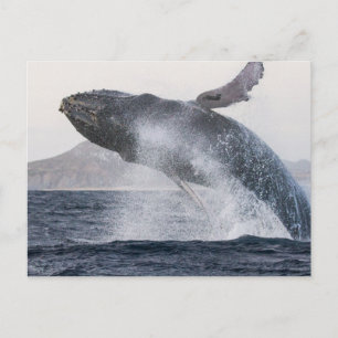 Briefkaart van de walvis