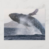 Briefkaart van de walvis (Voorkant)