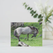 briefkaart van de wilde hengst (Staand voorkant)