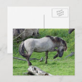 briefkaart van de wilde hengst (Voorkant / Achterkant)