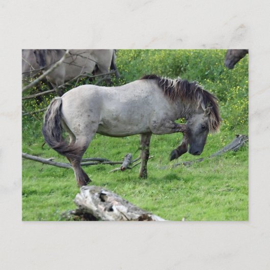 briefkaart van de wilde hengst (Voorkant)