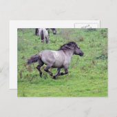 briefkaart van de wilde hengst (Voorkant / Achterkant)