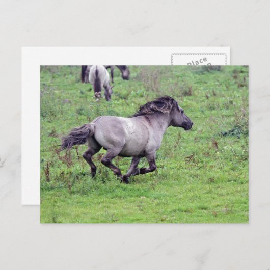 briefkaart van de wilde hengst (Voorkant / Achterkant)