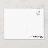 briefkaart van de wilde hengst (Achterkant)