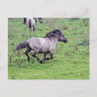 briefkaart van de wilde hengst