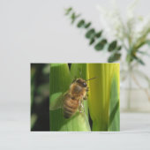 Briefkaart van de witte bloembij (Staand voorkant)