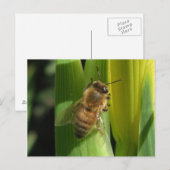 Briefkaart van de witte bloembij (Voorkant / Achterkant)