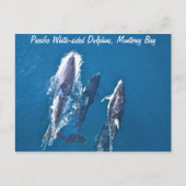 Briefkaart van de witte dolfijn in de Stille Oceaa (Voorkant)