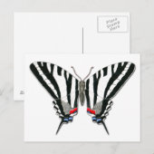 Briefkaart van de zebra Swallowtail Butterfly (Voorkant / Achterkant)