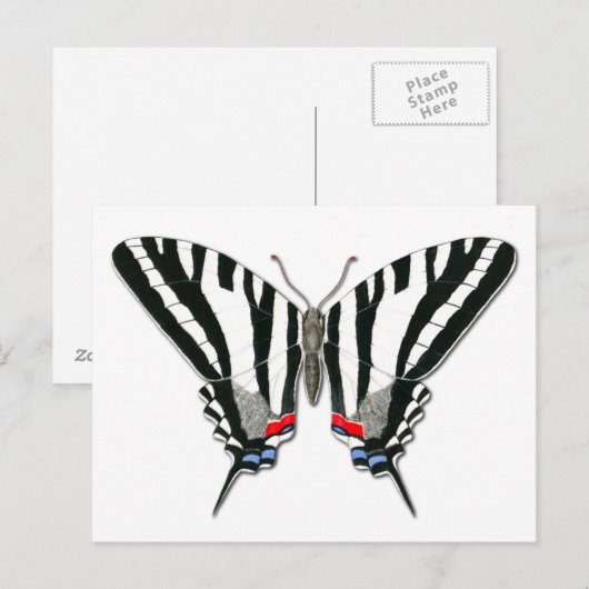 Briefkaart van de zebra Swallowtail Butterfly (Voorkant / Achterkant)