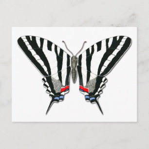 Briefkaart van de zebra Swallowtail Butterfly