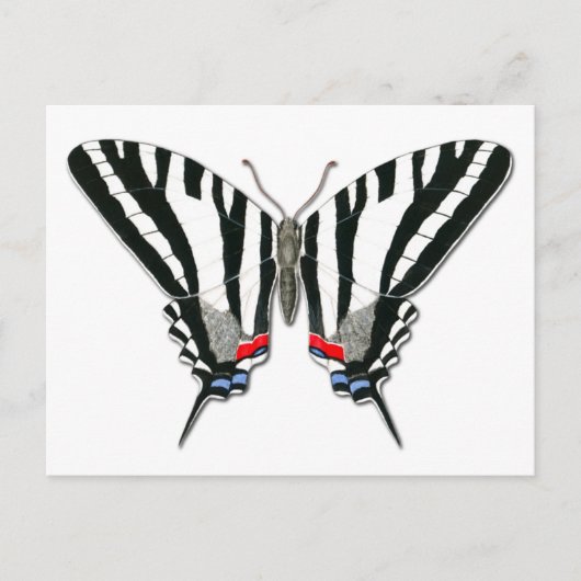 Briefkaart van de zebra Swallowtail Butterfly (Voorkant)