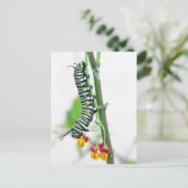 Briefkaart van de Zetepijler (Staand voorkant)