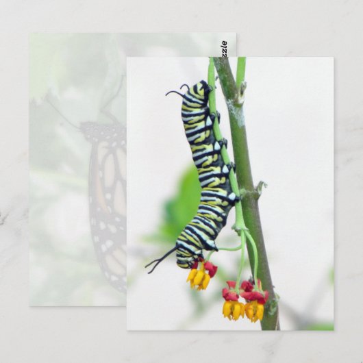 Briefkaart van de Zetepijler (Voorkant / Achterkant)