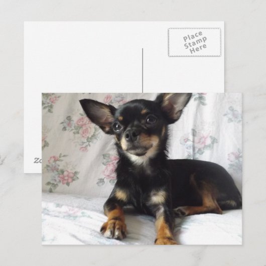 Briefkaart van de zoete hartshuahua (Voorkant / Achterkant)