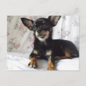 Briefkaart van de zoete hartshuahua (Voorkant)